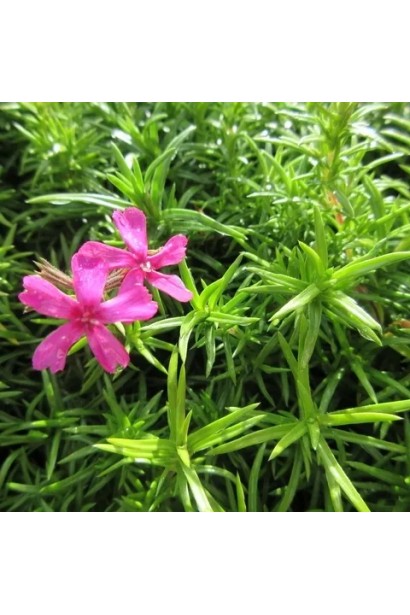 Флокс малиновий з шилоподібним листям